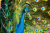 Un paon mâle montrant ses plumes