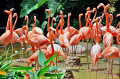 Flamants roses des Caraïbes