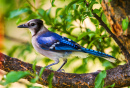 Geai bleu oiseau sur une branche