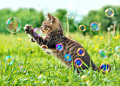 Chaton jouant avec des bulles de savon