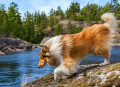 Le chien colley profite de la nature