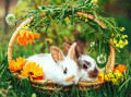 Mignons bébés lapins dans un panier