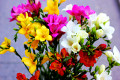 Fleurs de freesia