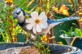 Geai bleu dans le bain d’oiseaux