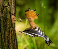 Huppe fasciée nourrissant son poussin