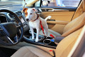 Jack Russell Terrier dans la voiture