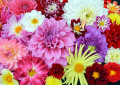 Fleurs de Dahlias