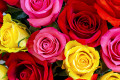 Belles roses