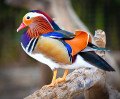 Canard mandarin