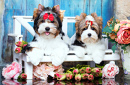 Biewer Yorkshire Terrier chiots et fleurs