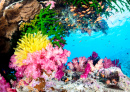 Beau récif tropical avec des coraux brillants