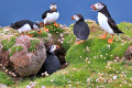 Macareux moines sur les falaises de Fair Isle