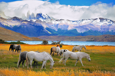 Beaux chevaux dans le parc national Torres del Paine