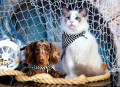 Chiot teckel et chaton Ragdoll