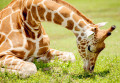 Girafe sur herbe verte