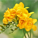 Double Yellow Freesia blossoms