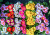 Fleurs printanières en pleine floraison