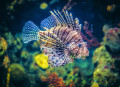 Poisson-lion rouge dans un aquarium