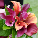 Calla Tropical Sunset - Pink and Peach Calla Lillies