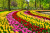 Printemps dans le parc de Keukenhof, Pays-Bas