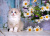 Beau chaton Ragdoll et fleurs