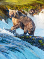 Grizzli dans le parc national de Katmai, en Alaska