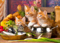 Chatons et poissons frais