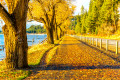 Feuilles d’automne sur une allée, Idaho, États-Unis