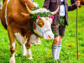 Vache décorée de manière festive dans les Alpes