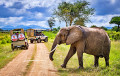 Safari Jeep dans le parc national de Tanzanie