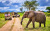 Safari Jeep dans le parc national de Tanzanie