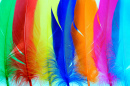 Plumes duveteuses multicolores