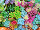 Plantes succulentes miniatures