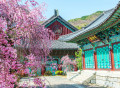 Palais de Gyeongbokgung avec fleurs de cerisier