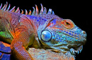 Caméléon Affichage des couleurs