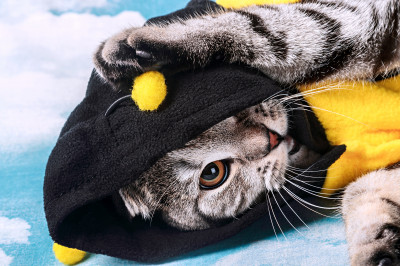 Jeune chat déguisé en abeille