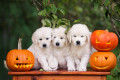 Chiots Golden Retriever avec citrouilles