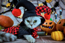 Chat déguisé en clown pour Halloween