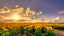 yellow_tulip_flowers_field_at_sunset_holland_rich_pure_gold_4k_hd