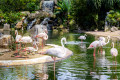 Flamants roses sur un lac avec une cascade