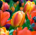 Tulips - orange-yellow