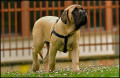 Pluton, mon mastiff anglais
