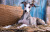 Whippet couché sur du foin