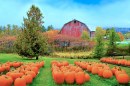 Champ de citrouilles d’automne et grange rouge, Vermont, États-Unis