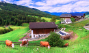 Alpages pour vaches, Dolomites