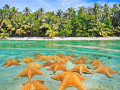 Étoiles de mer sous-marines sur fond sablonneux, mer des Caraïbes