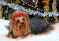 Yorkshire Terrier sous le sapin de Noël