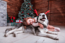 Petite fille avec un chien dans un intérieur de Noël