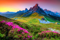 Rhododendrons en fleurs, Dolomites, Italie