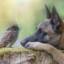 Owl and Dog 3